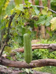 Image result for Cucurbitaceae