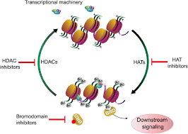Pi mai pi mai tang tu (season 22) | berarak mendung kelabu (bahagian 2). Frontiers Impact Of Hdac Inhibitors On Protein Quality Control Systems Consequences For Precision Medicine In Malignant Disease Cell And Developmental Biology