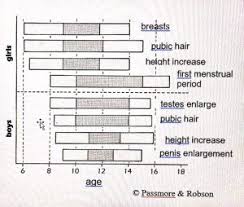 Virtual Period Sex Hormones And Puberty Victoria Landolfo