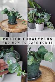 Beyond its obvious medicinal uses, the herb can be used for a number of other things around the home. make a simple syrup using eucalyptus and enjoy it during cocktail hour or to sweeten your evening cup of tea. Eucalyptus Plant Care How To Care For Potted Eucalyptus House Plant Care Eucalyptus Plant Care Eucalyptus Plant