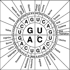 Codon Chart And Wheel Science With Slightly More