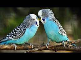 ac dinlesin konussun cicikus askim babacim muhabbet kusu konusturma videosu 1 saat youtube muhabbet kuslari komik hayvan kus resimleri