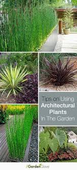 Garden Design 1960s Gardendesign Architectural Plants Outdoor Plants Plants