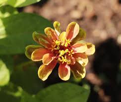 Plant giant zinnias anytime in late april through may on an overcast day or in the early evening hours. How To Plant Zinnia From Seed It S My Sustainable Life