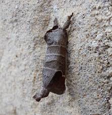 Image result for Clostera curtula