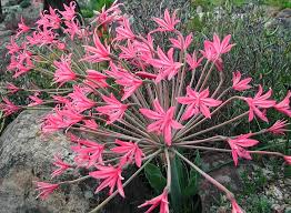 Image result for Brunsvigia