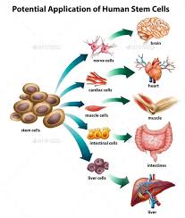 Stem Cell Application Stem Cells Stem Cell Therapy Cancer