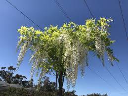 White Wisteria Wow So Fragrant Evergreennursery Wowflower Whiteflowers Whiteflower Wisteria Wisteriaalba Whitewisteria Fraga Plants Flowers Yard
