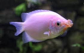 Historical records and family trees related to antonum schwindhammer. Gurami Definition And Synonyms Of Gurami In The Polish Dictionary