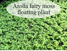 Image result for Azolla filiculoides