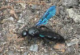 But some species of flies, beetles and even ants look very similar to wasps, especially to the uneducated eye. Blue Flower Wasp From Australia What S That Bug