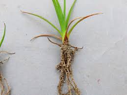 Image result for Juncus lomatophyllus