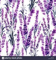 Lavendelfeld Nahtlose Muster Aquarell Oder Aquarelle Gemalde Der Provence Lavandula Hand Gezeichnet Tee Krauter Blume Sommer Bluhen Oder Laub Der Garten Anlage In Aquarelle Natur Und Parfum Stockfotografie Alamy