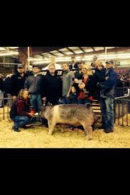 World Record 380k Crossbred Boar Duncan Ok Used To Work As A Bartender During The Hog Show At Spirits In The Holida With Images Miss Oklahoma World Records Livestock