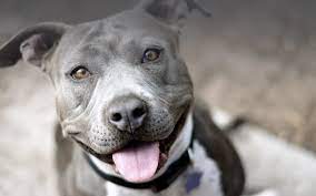 Read an overview of our adoption policies & process, & complete our online pet c.a.r.e. Underdogs Animal Rescue Colorado Based All Breed Animal Rescue