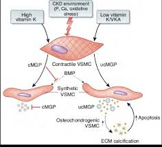 It is the weakest type of muscle but has an essential role in moving food along. Vascular Smooth Muscle Cells Vsmc Synthesize Matrix Gla Protein Download Scientific Diagram