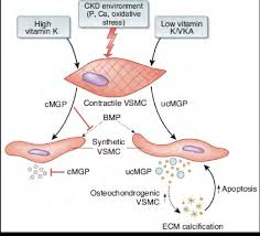 Smooth muscle is composed of sheets or strands of smooth muscle cells. Vascular Smooth Muscle Cells Vsmc Synthesize Matrix Gla Protein Download Scientific Diagram