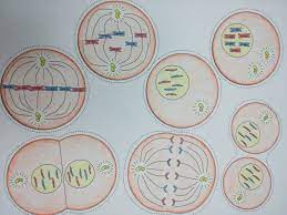 Where is the answer key for the mitosis coloring worksheet??? Pin On School
