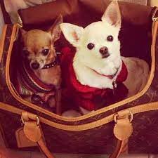 Dogs Lv Louis Vuitton Very Cute Dogs Chihuahua Love Dog Purse