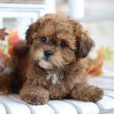 Hypoallergenic teddy bear pups from fantastic are teddy bear's smart? Home Page For Timbercreek Puppies Shihpoo Puppies For Sale Timbercreek Puppies For Sale Shichon Teddybear Puppies For Sale Shihpoo Puppies For Sale Shihtzu Mix Puppies Maltese Mix Poodle Mix Puppies For Sale