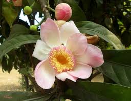 Image result for Manniella gustavi