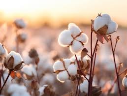 A close up of cotton flowers | Premium AI-generated image