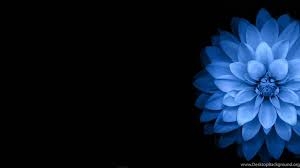Create even more, even faster with storyblocks. Flowers Blue Black Dark Wallpapers Hd Desktop And Mobile Desktop Background