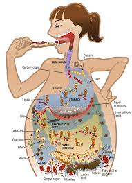 The digestive system includes the digestive tract and its accessory organs, which process food into molecules that can be absorbed and utilized by the cells of the body. Ceres Community Project Digestion