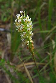 Image result for Hebenstretia dentata