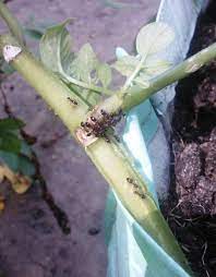 In 2014, a group of scientists left hot dogs, potato chips. Ants In My Potato Grow Bag