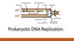 Dna Replication In Prokaryotes Process And Enzyme Involved In Replica Dna Replication Prokaryotes Dna Ligase