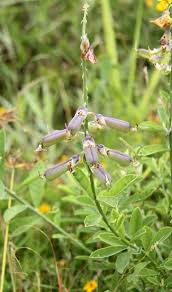 Image result for Crotalaria schliebenii