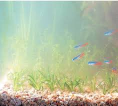 水槽 水 白く 濁る