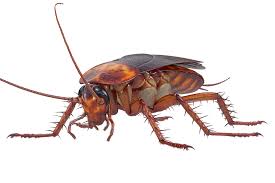 At griffin termite and pest control, we provide complete lawn care services to enhance the look of your property and keep it safe from unwanted critters. Holland Mi Pest Control Van Den Berge Pest Control Inc