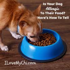 Welcome to the food's here website! Is Your Dog Allergic To Their Food Here S How To Tell I Love My Chi