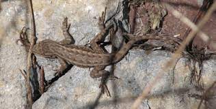 Western Fence Lizards Davis Localwiki
