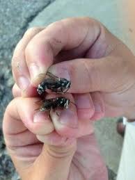 Pest Control Exterminator Blog Greenix Pest Control Pests Exterminator