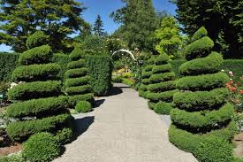 Image result for spiral cut juniper trees