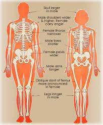 This completes the basic, undifferentiated human proportions, and here's a diagram to sum up all of the above Differences Between Male And Female Skeletons Heads And Muscles