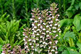 Image result for Acanthus