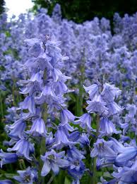 Blue Spring Flowers Blue Bell Flowers Wonderful Flowers Flower Garden Plans