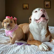 Roofus Kilo Beautiful Dogs Pitbull Mom Cute Puppies
