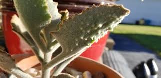 Kalanchoe Beharensis Fang