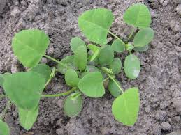 Image result for Trigonella anguina