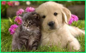 Dengan breed/ jenis anakan yang cocok, anda pun tak perlu dilema. 9 Jenis Anjing Yang Bisa Akur Dan Berteman Dengan Kucing Dunia Fauna Hewan Binatang Tumbuhan Binatang Lucu Foto Kucing Anjing Kucing Anjing