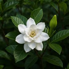 Image result for Gardenia resinifera