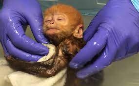 My heart melted when i saw this monkey getting a bath, and when i learned her story, it melted even more. 38 Seconds Of A Baby Monkey Taking A Bath