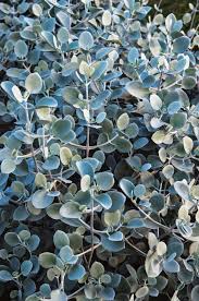How To Create A Texturally Layered Garden Garden Shrubs Native Plant Gardening Small Shrubs