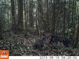 Ganti nama • 2 hari yang lalu. One Forest Project 3 Juvenile Sunda Clouded Leopards Facebook