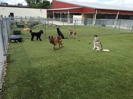 We would love to meet your best friend. Projects Archive K9grass By Foreverlawn